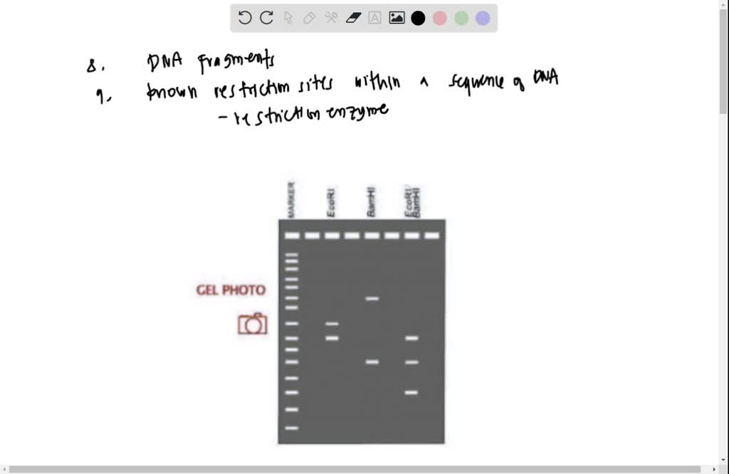 SOLVED Why is marker used when running the fragments through the gel? 9, What is restriction