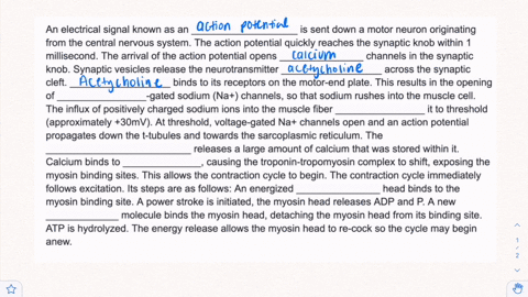 an-electrical-signal-known-as-an-___________________-is-sent-down-a-motor-neuron-originating-from-the-central-nervous-system-the-action-potential-quickly-reaches-the-synaptic-knob-within-1-m-03323