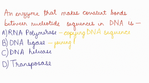 an-enzyme-that-makes-covalent-bonds-between-nucleotide-sequences-in-dna-is-a-rna-polymerase-b-dna-ligase-dna-helicase-d-transposase-57106