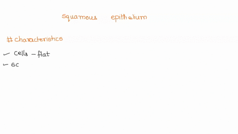 which-of-the-following-are-characteristics-of-squamous-epithelium-2-pts-characteristic-not-a-characteristic-cells-are-cubelike-cells-are-flat-and-scalelike-cells-are-cubelike-cells-are-flat-11492