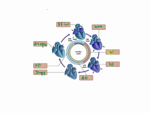 drag-the-labels-to-the-appropriate-location-in-the-figure-reset-help-atrial-diastole-ventricular-systole-0-800-msec-msec-100-msec-second-heart-sound-dupp-the-av-valves-open-small-volume-of-b-68787
