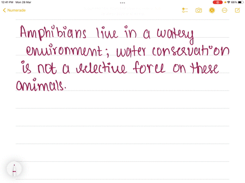 an-amphibians-kidneys-lack-nephron-loops-why-cant-a-human-also-live-without-nephron-loops-47147