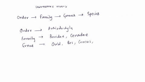 label-the-image-delov-test-your-underslanding-of-classification-and-phylogeny-and-how-species-are-dlstantly-related-each-othct-place-your-cursor-on-ihe-boxes-lor-hints-order-bovidac-rangifer-82679