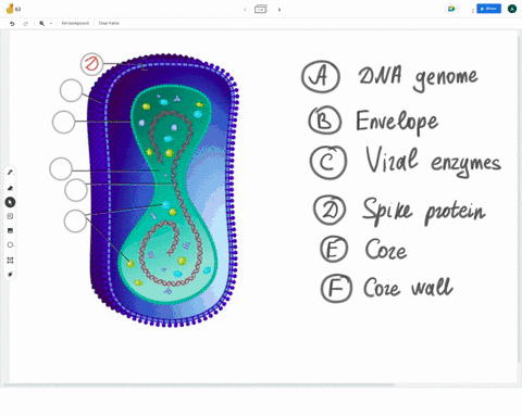 identify-the-components-of-the-vaccinia-virus-by-dragging-each-label-to-the-most-accurate-or-logical-target-to-represent-that-feature-dna-genome-envelope-viral-enzymes-spike-protein-core-cor-80608
