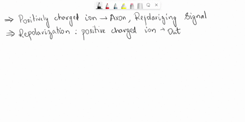 1-when-positively-charged-ions-enter-the-axon-this-creates-a-repolarizing-signal-afalse-btrue-3which-of-the-following-steps-occurs-immediately-after-dendrites-receive-a-message-a-muscle-cell-18824