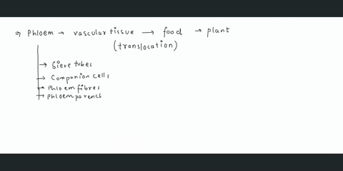 question-20-wnich-of-the-following-slatements-about-phloem-are-true-phloem-flows-from-sinks-i0-sources-phloem-translocates-the-products-of-photosynthesis-phloem-operales-independently-from-t-31094
