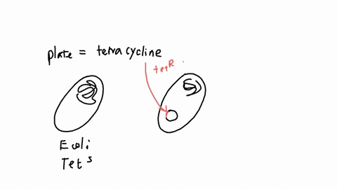 you-are-performing-a-transformation-experiment-with-escherichia-coli-and-a-plasmid-that-contains-a-gene-for-tetracycline-resistance-following-a-successful-transformation-where-a-majority-of-the-cells