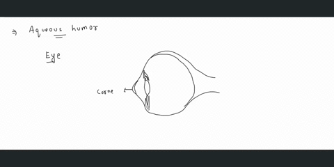 aqueous-humour-is-secreted-by-a-choroid-b-ciliary-body-c-retina-d-lacrymal-gland-17624