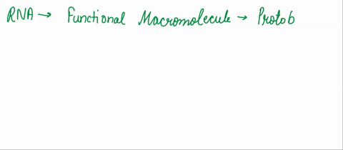 rna-is-believed-to-be-the-first-functional-macromolecule-in-protobionts-because-it-a-is-easier-to-sy-50005