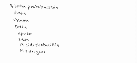 gram-negative-comma-or-curved-rod-shaped-bacteria-in-the-gammaproteobacteria-a-vibrio-b-bordetella-c-pseudomonas-d-myxobacterium-31469