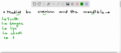 what-features-are-located-medial-to-the-cranium-and-the-mandible-33648