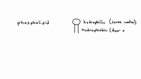 1st-attempt-cell-membranes-are-composed-of-phospholipids-these-unusual-molecules-have-an-area-of-the-molecule-that-is-hydrophobic-the-taib-and-an-area-of-the-molecule-that-is-hydrophilic-the-hean-whic