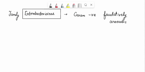 why-cant-different-genera-of-enterobacteriaceae-be-distinguished-by-a-gram-stain-41443