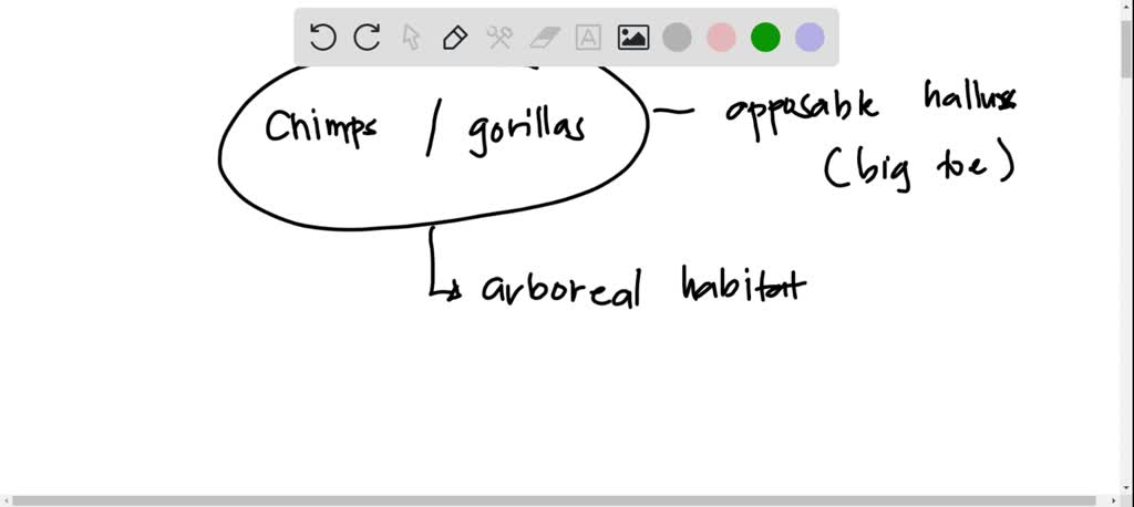 SOLVED: If chimpanzees and humans are each other's closest relatives