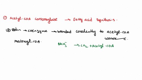 1-acetyl-coa-carboxylase-is-an-important-enzyme-in-fatty-acid-synthesis-it-attaches-carbon-dioxide-to-acetyl-coa-to-form-maloney-line-coa-what-coenzyme-is-covalently-attached-to-acetyl-coa-c-06206