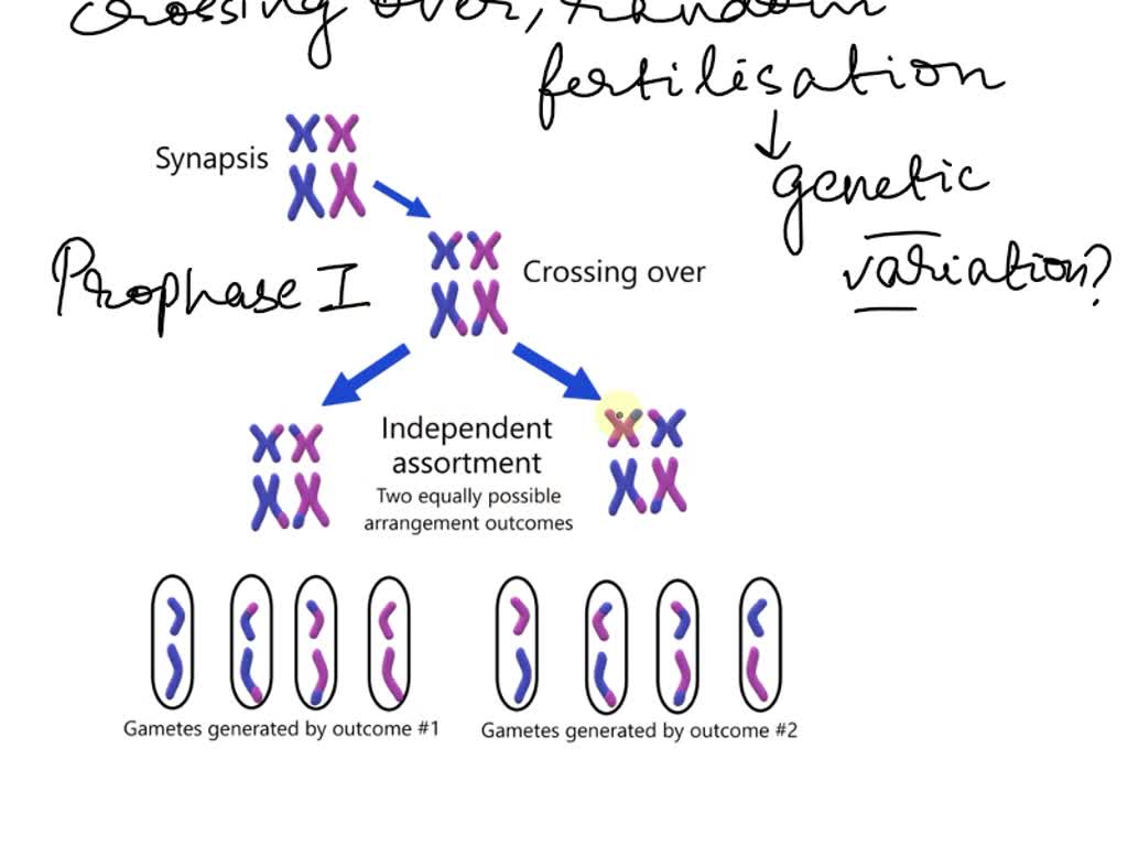 Synapsis Or Crossing Over Mechanism For Increasing Genetic
