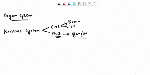 which-of-the-following-statements-best-describes-motor-neurons-they-are-part-of-the-central-nervous-system-and-integrate-information-they-are-part-of-the-central-nervous-system-and-gather-in-46484