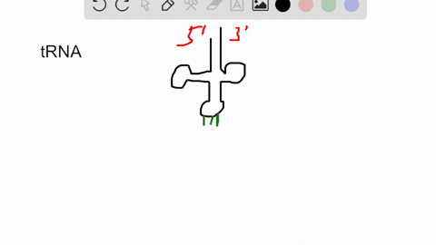 which-amino-acid-would-be-attached-to-this-trna-amino-acid-attachment-site-trna-d-loop-anticodon-ioop-anticodon-glutamic-acid-e-histidine-h-valine-v-leucine-l-ioop-17379