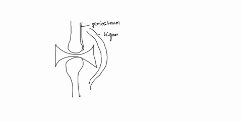 4-label-the-structures-indicated-in-the-diagram-aperiosteum-ia-bbone-carticular-cartilage-dligament-efibrous-capsule-f-synovial-capsule-g-joint-cavity-37711