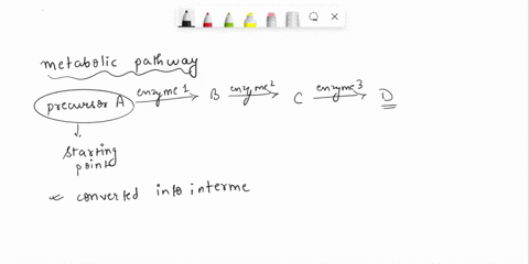 here-is-a-metabolic-pathway-in-which-precursor-a-is-converted-into-the-final-product-d-the-sequence-of-steps-in-this-process-is-as-follows-enzyme-1-precursor-a-enzyme-2-enzyme-3-each-of-the-61316