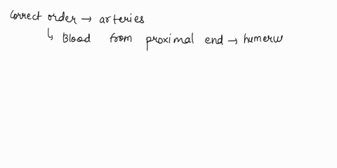 rotate-the-model-to-an-anterior-view-what-is-the-correct-order-of-that-arteries-would-carry-blood-from-the-proximal-end-of-the-humerus-to-the-anterior-side-of-the-metacarpals-via-the-medial-46396