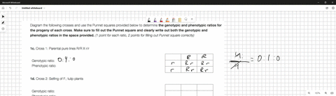 diagram-the-following-crosses-and-use-the-punnet-squares-provided-below-to-determine-the-genotypic-and-phenotypic-ratios-for-the-progeny-of-each-cross-make-sure-to-fill-out-the-punnet-square-68544