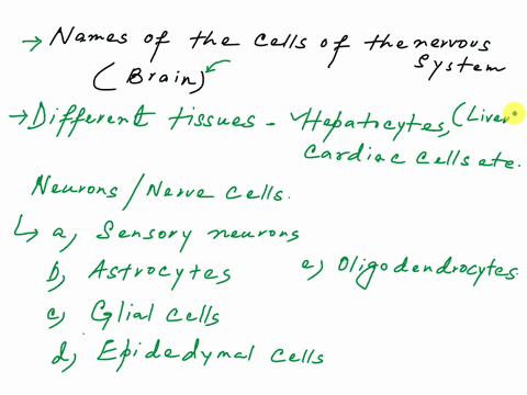 The nervous system is composed of two basic cell types what...