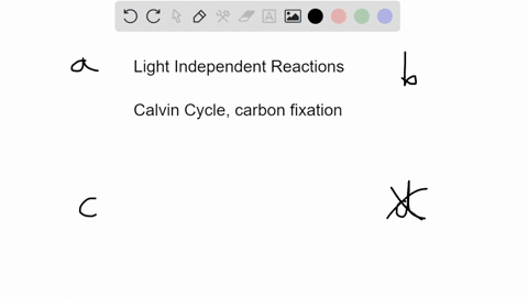 in-which-compartment-of-the-plant-cell-do-the-lightindependent-reactions-of-photosynthesis-take-plac-93657