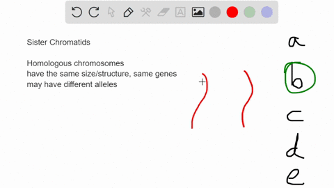 sister-chromatids-are-a-the-result-of-crossing-over-b-identical-molecules-of-dna-resulting-from-repl-30625