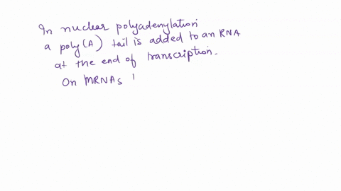 what-is-the-function-of-the-3-polya-tail-on-eukaryotic-mrnas-protect-mrna-from-3-exonucleases-promote-loading-of-ribosome-onto-mrna-enhance-export-of-mrna-out-of-nucleus-increase-the-rate-of-88522