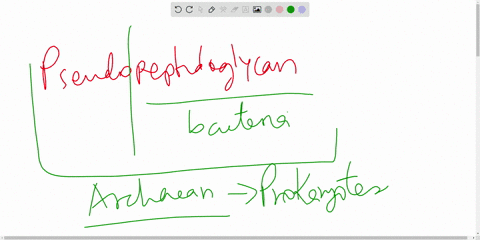 pseudopeptidoglycan-is-a-characteristic-of-the-walls-of-__________-a-eukaryotic-cells-b-bacterial-pr-70017