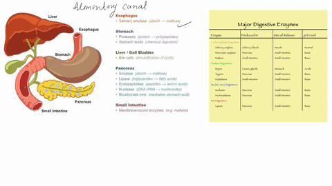 outline-the-course-of-digestion-of-the-following-foods-in-the-mouth-stomach-and-the-small-intestine-of-the-human-digestive-system-a-carbohydrates-b-proteins-c-fats-40484