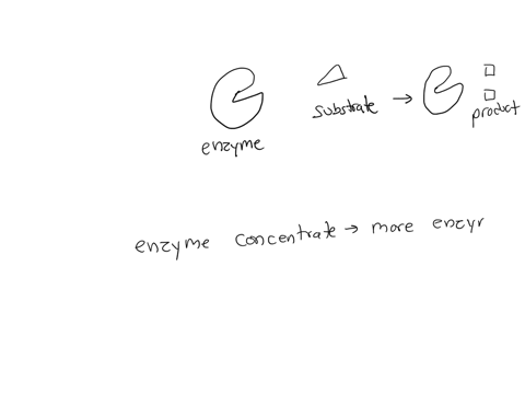 please-give-me-a-short-introduction-about-the-effect-of-enzyme-concentration-on-enzymatic-activity-what-are-we-going-to-do-in-this-experiment