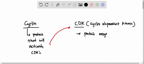 cyclin-cdk-complexes-are-important-in-the-regulation-of-the-cell-cycle-they-carry-out-their-function-by-a-catalyzing-the-transfer-of-phosphate-groups-to-target-proteins-b-removing-phosphate-74667