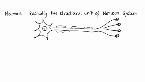 the-branch-like-structures-on-the-heads-of-neurons-that-receive-signals-from-other-neurons-are-called-____-25374
