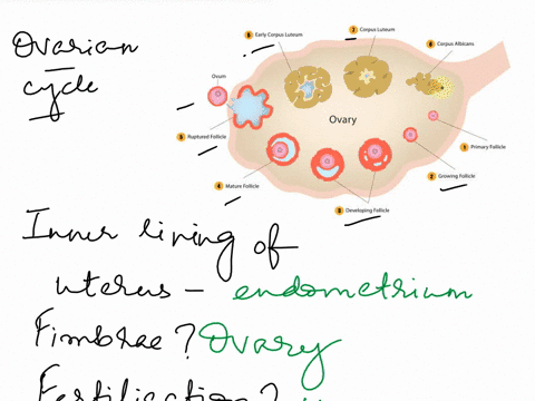 please-help-me-answer-questions-14-27-using-information-in-figure-helowmatch-the-following-questions-14-the-stage-called-ovulation-15vesiculargraafianfollicle-16primary-follicles-17primordia-65422