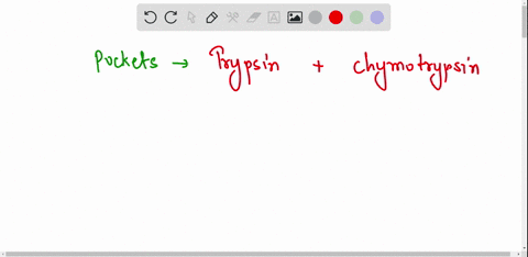 trypsin-and-chymotrypsin-are-members-of-the-family-of-serine-protease-enzymes-they-cleave-peptide-bonds-at-the-c-terminal-end-of-specific-amino-acid-residues-chymotrypsin-recognizes-aromatic-12334