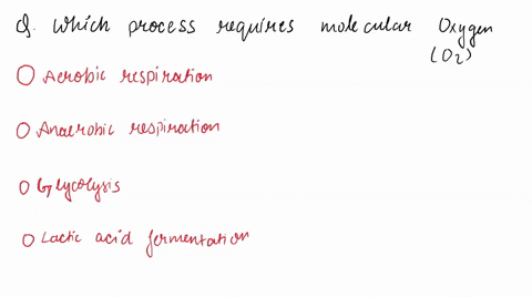 which-of-the-following-processes-requires-molecular-oxygen-02-aerobic-rersiration-anaerobic-respiratiomi-glycolysis-lactic-acid-fermentation-88678
