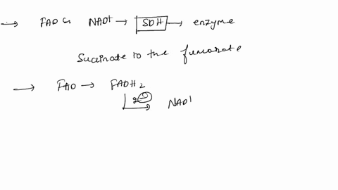 032-for-nadnadh-and-005v-for-fadfadh2-give-a-plausible-explanation-as-to-why-fad-is-a-more-appropriate-electron-acceptor-than-nad-in-the-dehydrogenation-of-succinate-to-fumarate-fumarate-succinate-is-