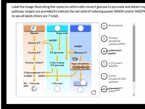 label-the-image-illustrating-the-routes-by-which-cells-convert-glucose-to-pyruvate-and-obtain-important-intermediates-below-each-pathway-targets-are-provided-to-indicate-the-net-yield-of-red-64713