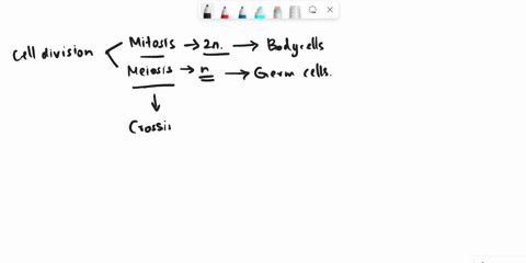 what-do-you-feel-is-the-most-important-phase-in-the-cell-cycle-and-how-does-it-affect-both-mitosis-and-meiosis-61895