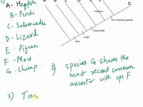 marine-biology-tree-of-life-activity-1-reading-a-phylogenetic-tree-purpose-demonstrate-an-understanding-of-evolutionary-relationships-and-be-able-to-classify-living-organisms-based-on-shared-52806