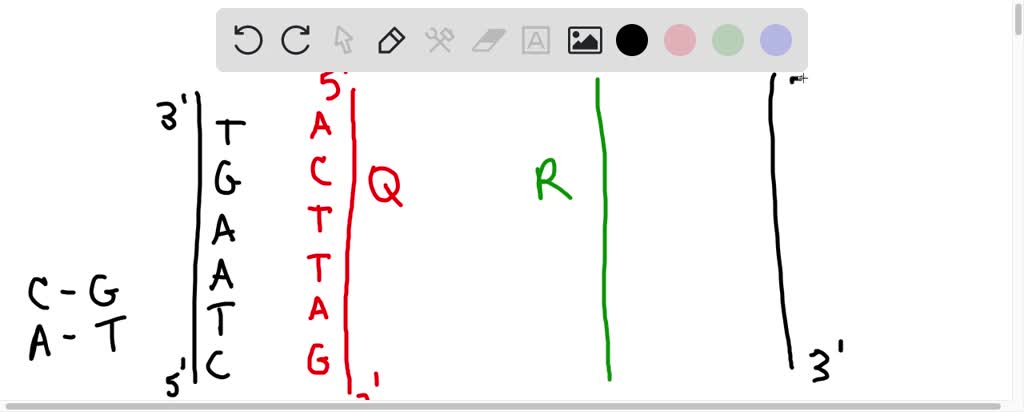 Solved In The Replication Of A Dna Molecule Two Daughter Molecules Q And R Are Formed The