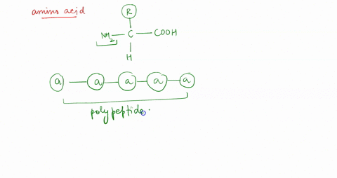 1-which-of-these-has-cho-in-a-121-ratio-and-includes-mono-and-poly-saccharides-a-lipids-b-nucleic-acids-c-carbohydrates-d-proteins-_____-1-which-of-these-has-nh-and-cooh-groupings-and-peptid-93299