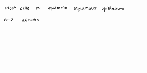 20-most-of-the-cells-in-the-stratified-squamous-epithelium-of-the-epidermis-are-what-type-of-cell-a-keratinocytes-b-melanocytes-c-adipocytes-d-fibroblast-e-dendritic-cells-24-which-of-the-fo-46743