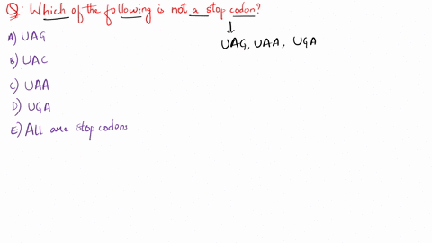 which-of-the-following-is-not-a-stop-codon-uag-b-uac-uaa-uga-e-all-are-stop-codons-23932