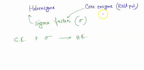 1-what-is-the-difference-between-holoenzyme-and-core-enzyme-rna-polymerases-in-prokaryotes-what-are-the-components-of-each-when-are-each-needed-during-transcription-2-what-is-the-difference-38737