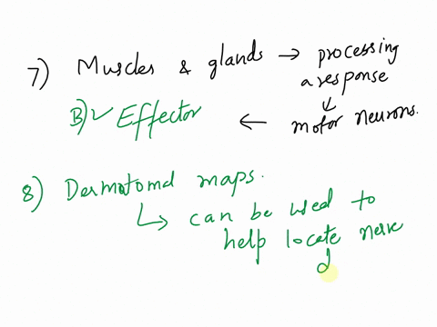 please-help-me-answer-all-these-questions-7-through-12-asap-thank-you-called-aaponeuroses-beffectors-cneuromodulators-dreceptors-esensory-organs-a-can-be-used-to-check-for-motor-function-blo-12863