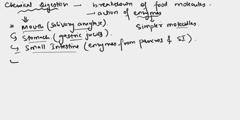 section-e-questions-19-21-lets-focus-on-the-digestive-system-for-a-moment-19-what-is-the-difference-between-chemical-and-mechanical-digestion-where-in-the-human-body-does-each-occur-3pts-cli-39307