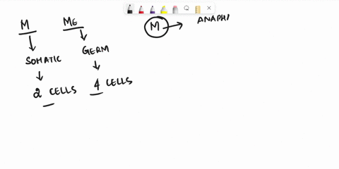 homologous-pairs-of-chromosomes-separate-during-meiosis-ii-only-meiosis-and-mitosis-meiosis-ii-and-mitosis-mitosis-only-meiosis-only-48036